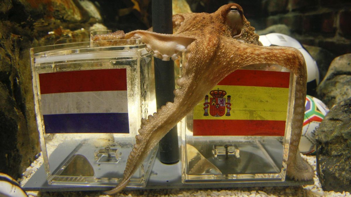 Paul the so-called "octopus oracle" predicts Spain's victory in their World Cup final against The Netherlands at the Sea Life Aquarium in Oberhausen