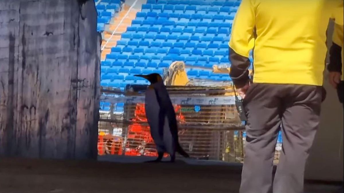 Des pingouins au stade Santiago Bernabéu ?