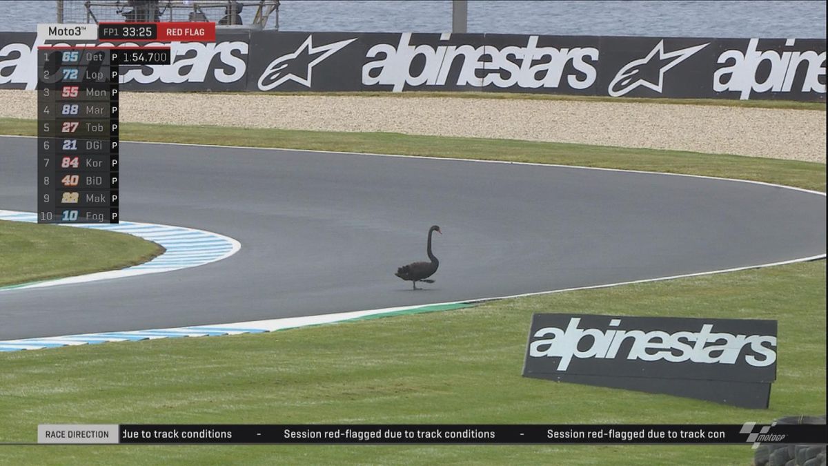 Australian GP - Moto3 - FP1 Insolite - Cygn on the track