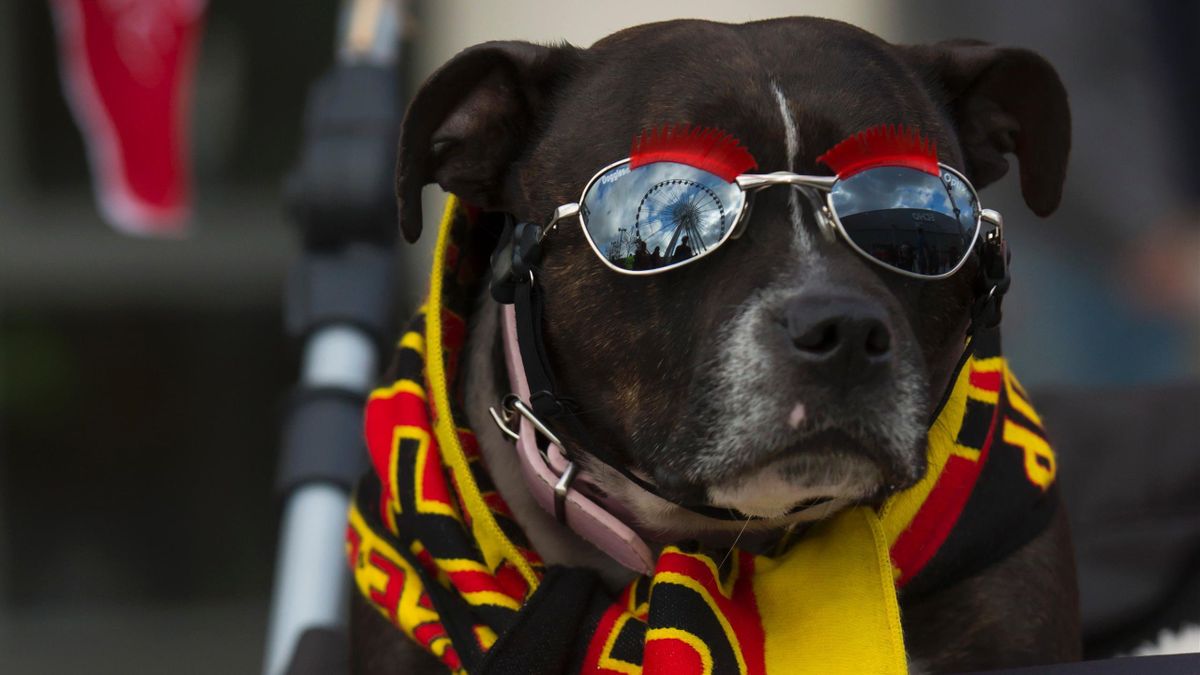 leeds united dog shirt