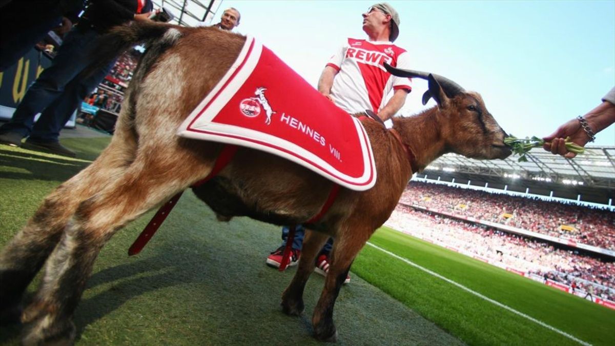 1 Fc Koln Maskottchen Hennes Ix Mit Nachwuchs Im Kolner Zoo Eurosport