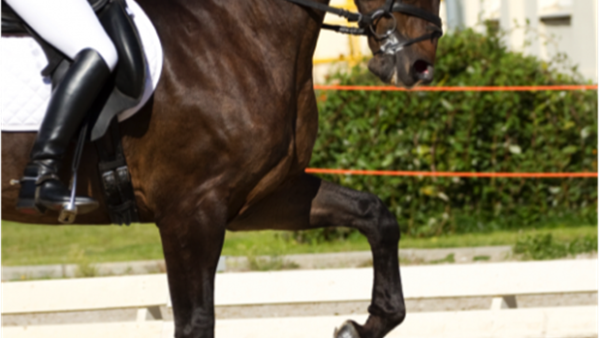 I risultati dei campionati dressage per giovani cavalli in Olanda