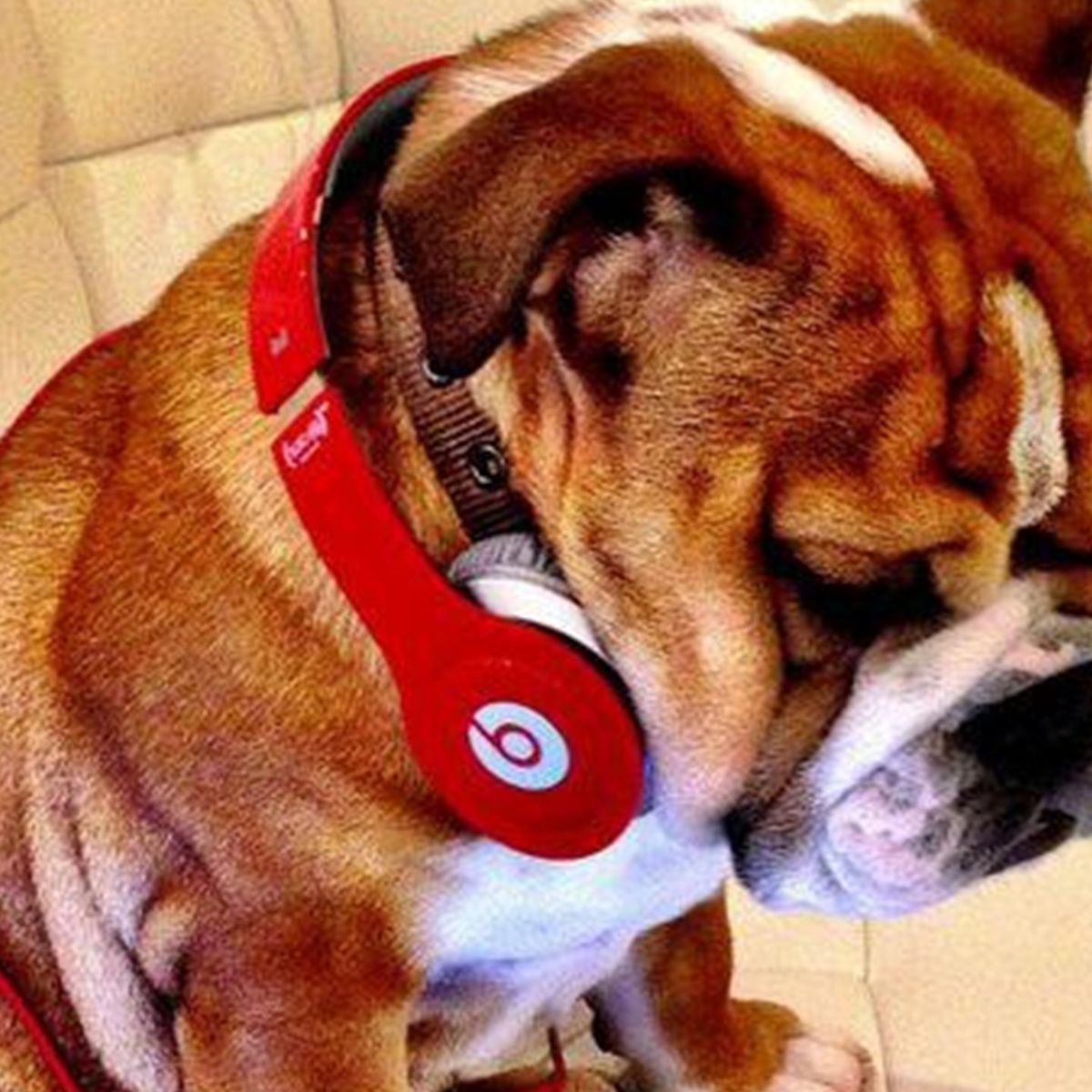 Lewis Hamilton Mercedes Persuade Ecclestone D Accrediter Son Chien Eurosport