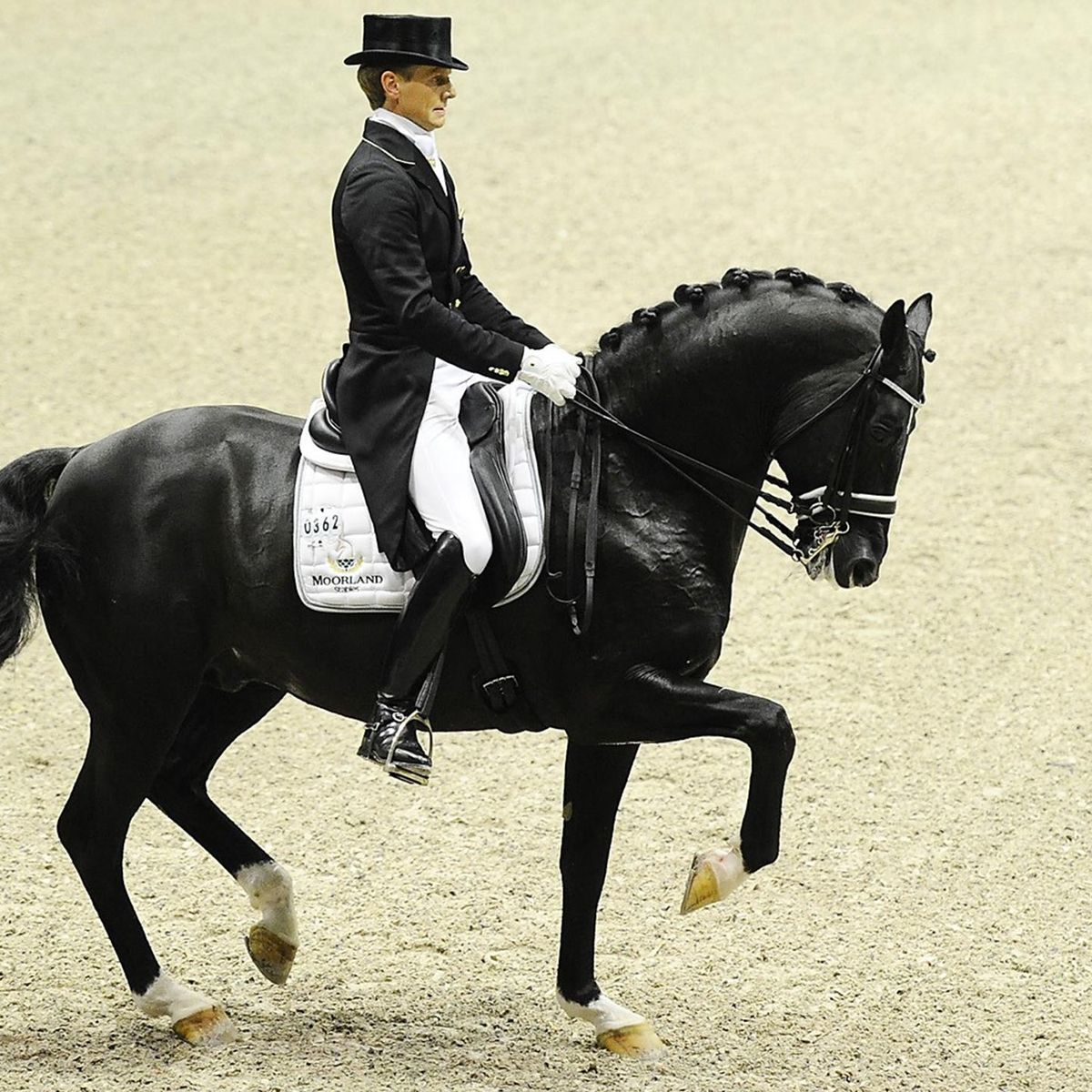 Meilleur cheval de dressage du monde clearance