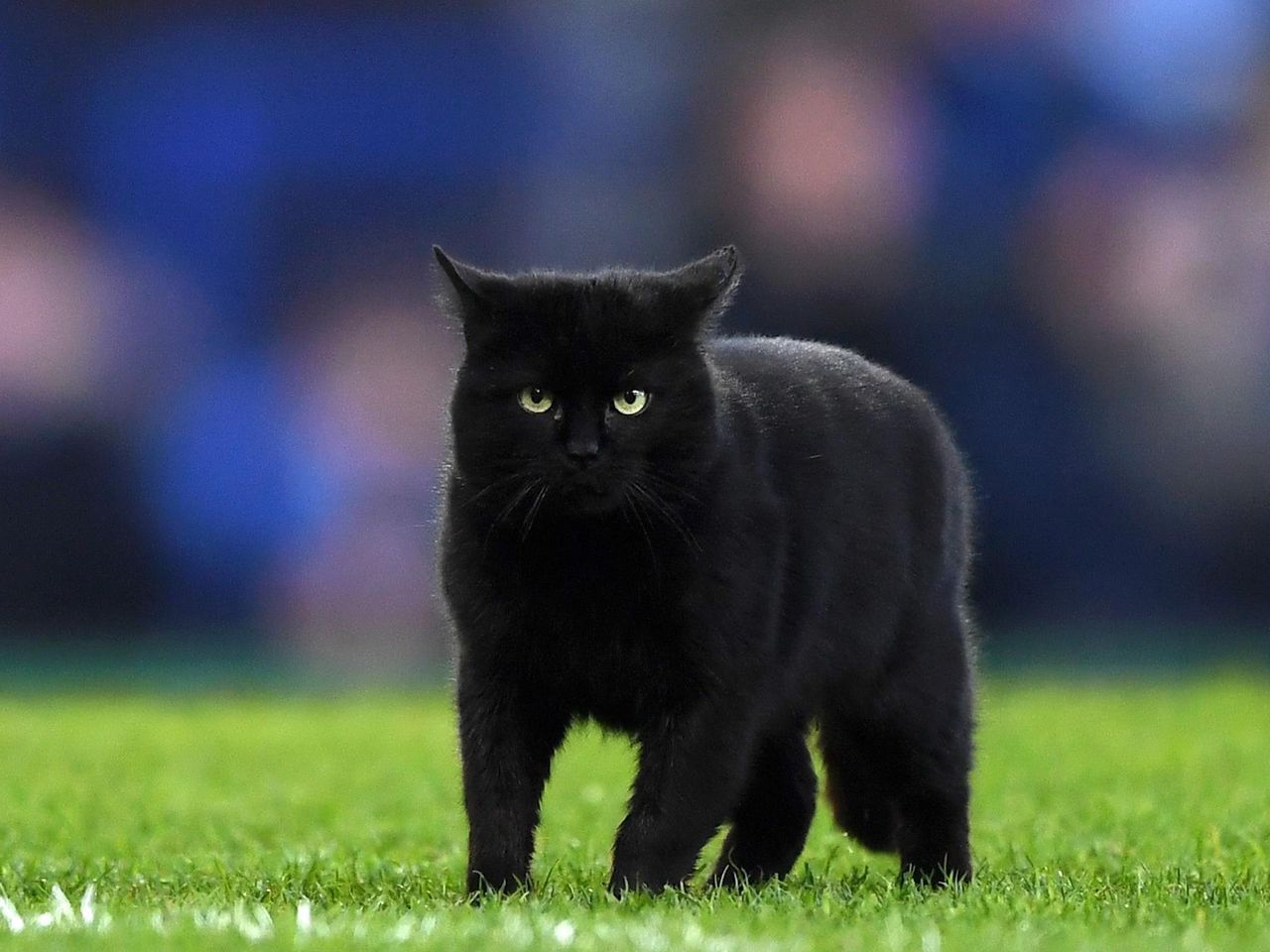 Video Un Chat Noir Interrompt Le Match De Premier League Entre Everton Et Wolverhampton Eurosport