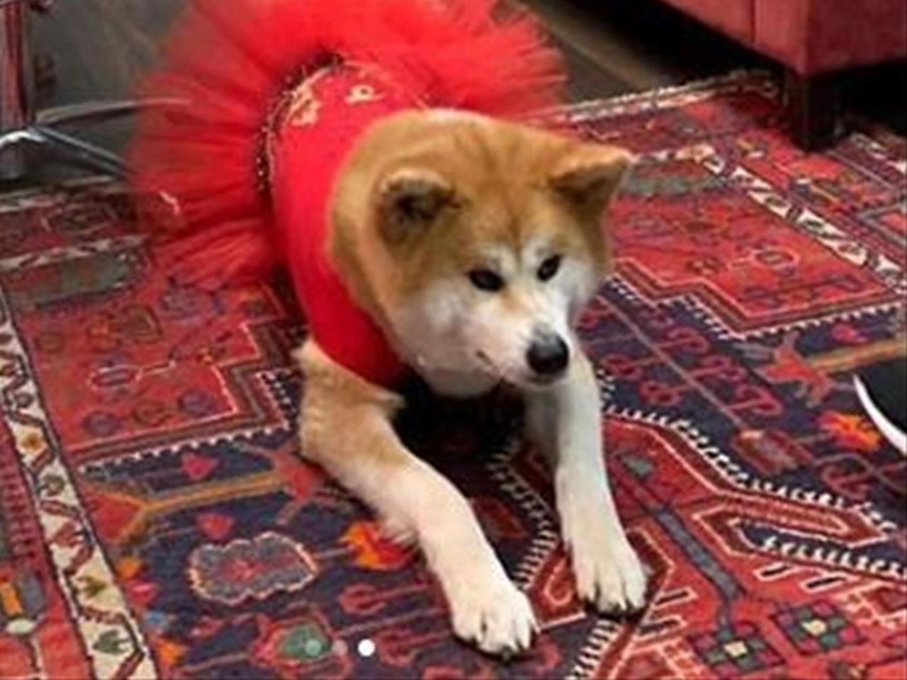 dizajner olga ryabenko rasskazala o plate dlya sobaki aliny zagitovoj eurosport