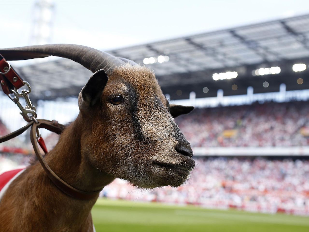 talisman kyolna uhodit na pensiyu kak