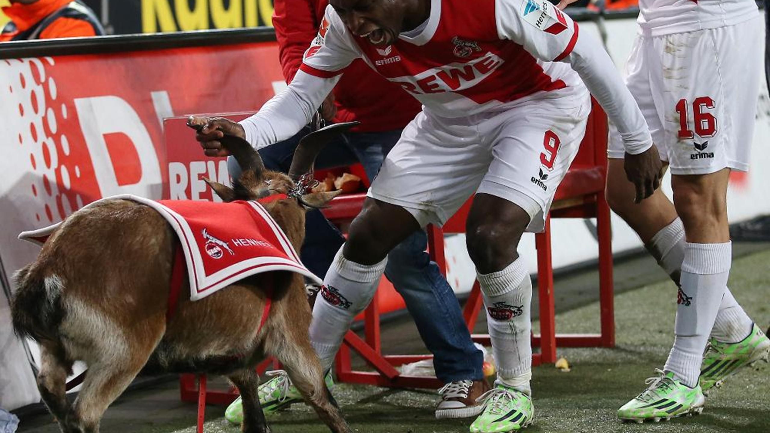 Hennes Misshandelt Peta Zuckt Rote Karte Fur Den 1 Fc Koln Eurosport