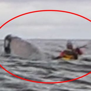 Whale swallows kayaker - | and spits him out again