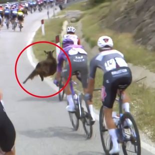 Attacked by goat on Giro stage: Victim Smith speaks out