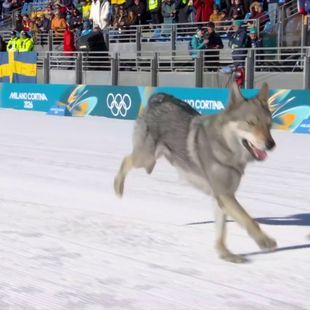 Een wel heel speciale gast bij het langlaufen: een husky wil graag meedoen