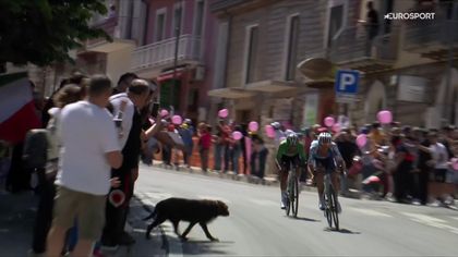 Giro d’Italia | Hond stormt weg op en wordt bijna aangereden door vluchters - loopt net goed af