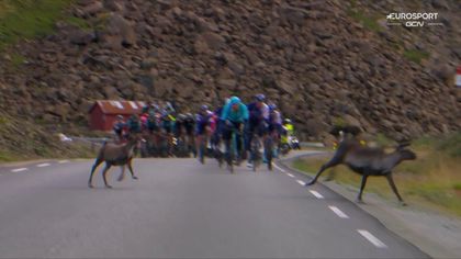 All'Arcitc Race fa davvero freddo: arrivano anche le renne ad attraversare la strada