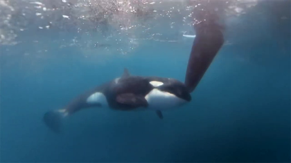 El aterrador momento en el que un grupo de orcas atacó a la flota de la Ocean Race