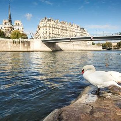 Paris 2024 | Seine vol met rattenpis - mogelijk gevaar voor zwemmers en triatleten