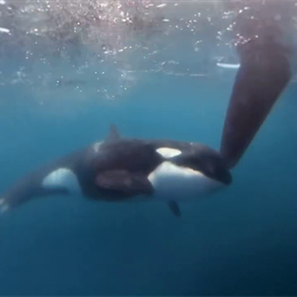 Imagini incredibile în The Ocean Race! Ambarcațiunea echipei Yayo, atacată de orci