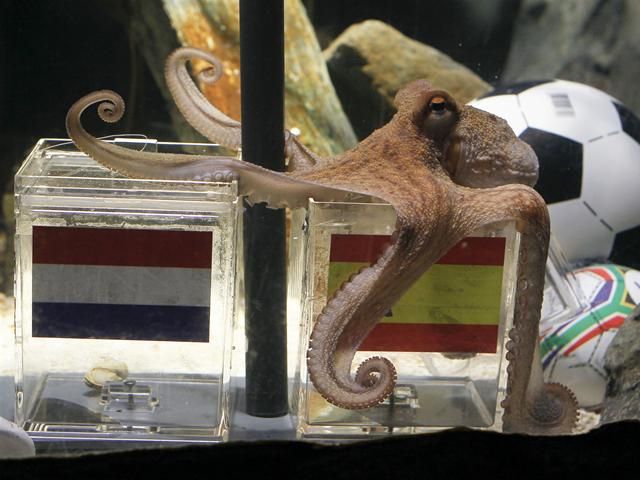 Octopus world cup sale