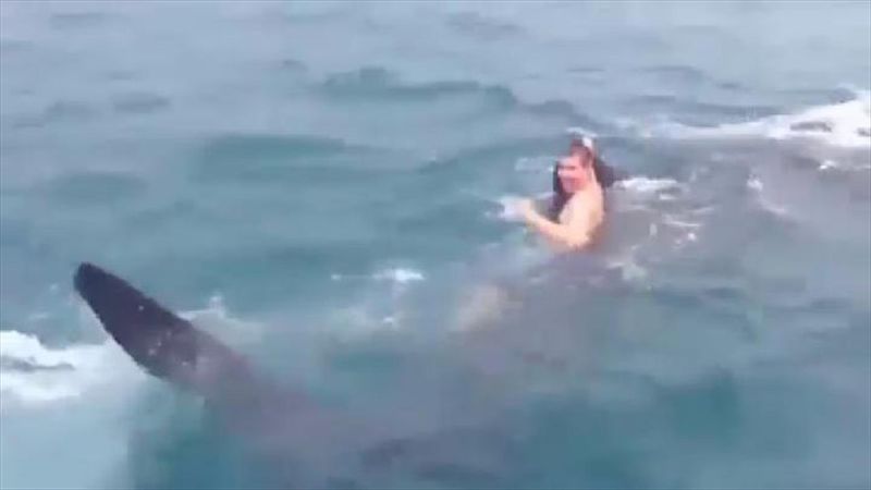 Teen rides on back of whale shark 