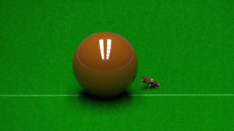 'There's often a sting in the tail' - Bee interupts Williams and Yan in Masters opener