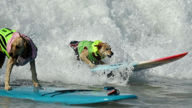 Surfen | Honden hebben hun eigen competitie op Huntington Beach