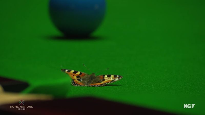 Schmetterling findet Gefallen an bunten Bällen bei Scottish Open