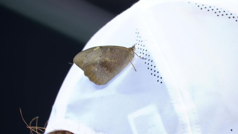 'Butterfly on the back of your hat' - Sinner unfazed by intruder during interview