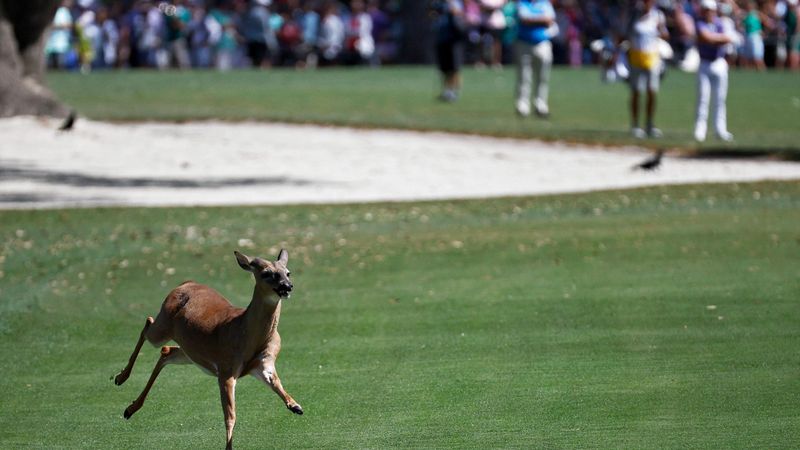 The Heritage | Onverwachte bezoeker, hert steekt golfbaan over vlak voor speler wil slaan