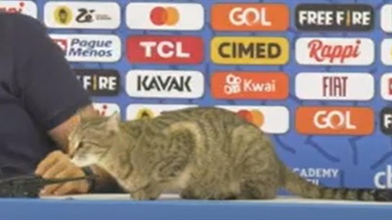 Un gatto irrompe in conferenza stampa: Vinicius Jr. se la ride