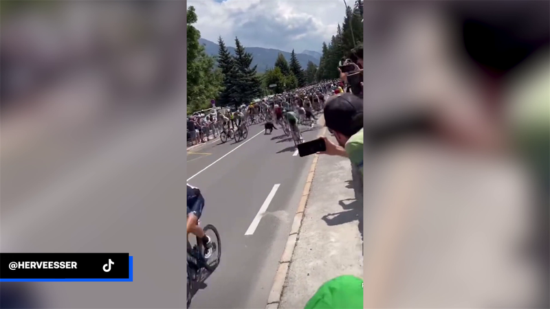 Watch scary moment dog causes nasty crash in peloton during Stage 12