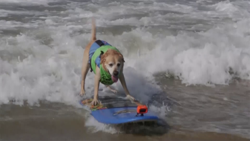 ¡El mejor amigo del hombre también sabe surfear! Mira cómo cogen olas estos perros